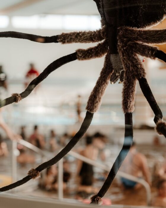 Décor araignée piscine océalis